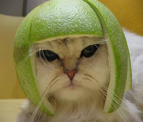 lime cat meme